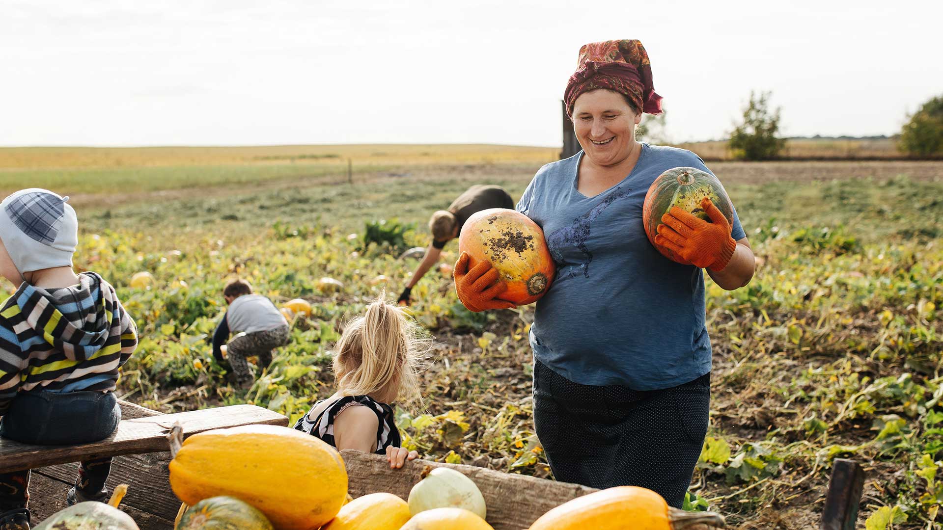 Harvesting vegetables.