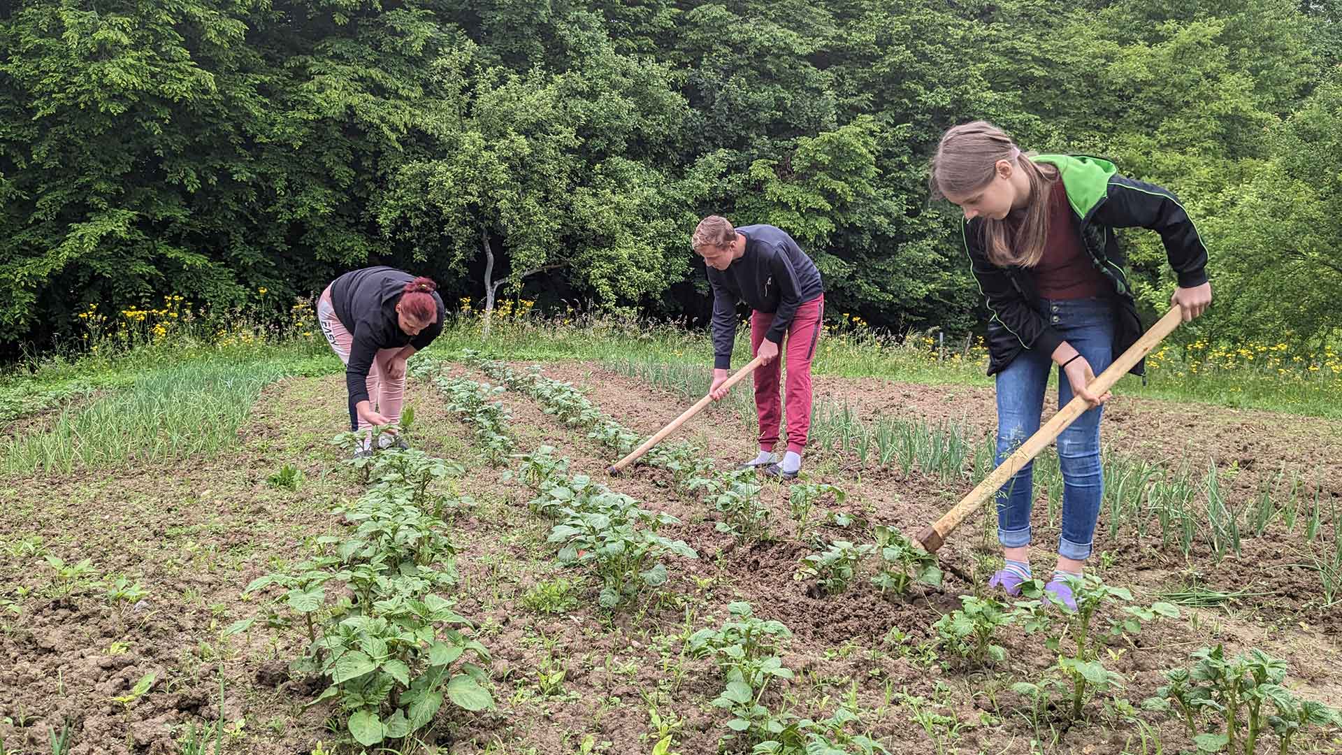 The family working the soil, with crops starting to grow.