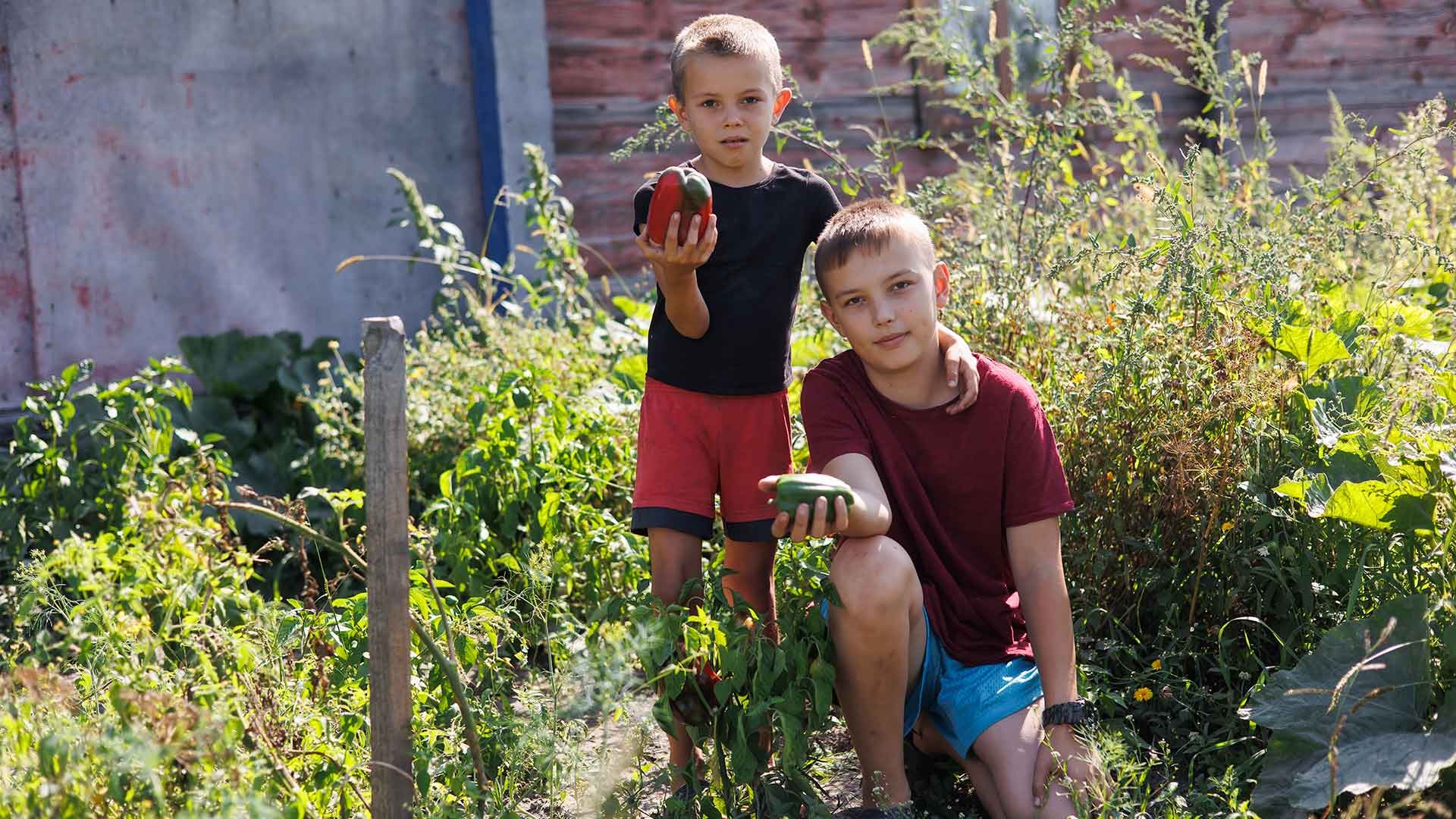 Two boys picking peppers from the garden.